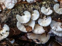 Kleine weiße, zungenförmige Baumschwämme auf umgefallenem Baumstamm